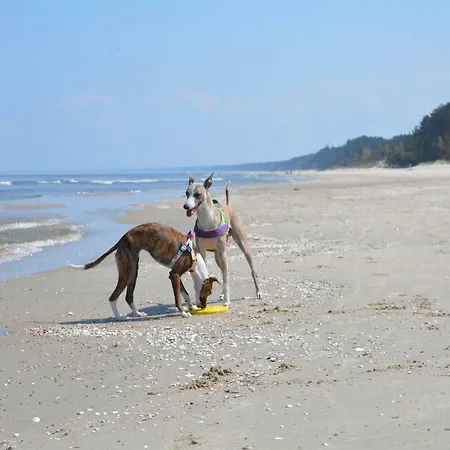 Kawalerka Nad Morzem *