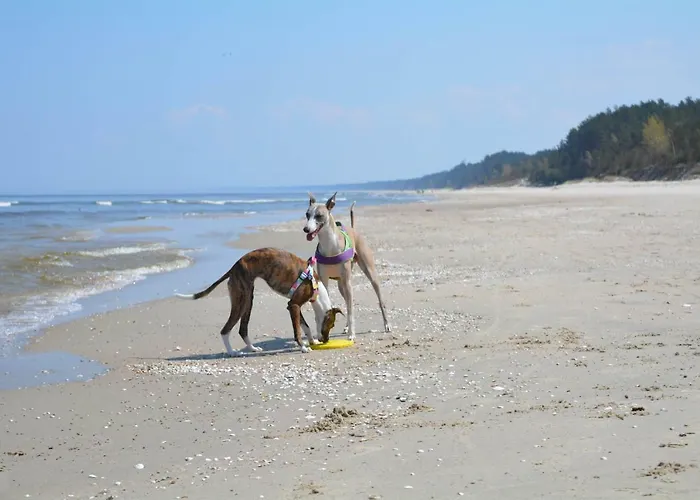 Kawalerka Nad Morzem *